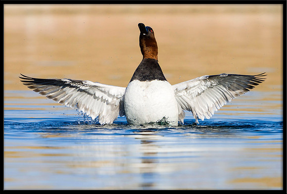 Canvasback