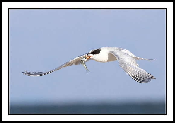 Forster's Tern With Fish