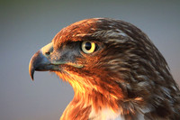 Portrait of a Red-tailed Hawk