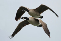 Canada geese