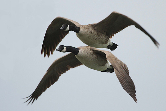 Canada geese