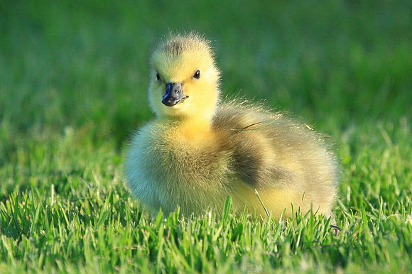Gosling