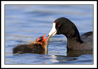 Coot feeding chick