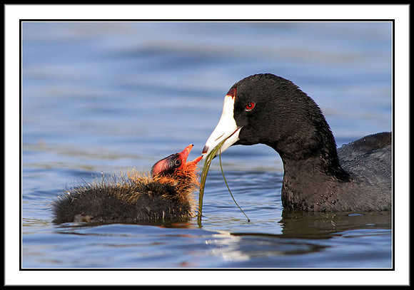 Coot feeding chick