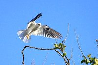 White-tailed Kite takes off