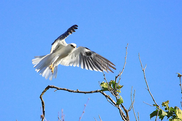 White-tailed Kite takes off
