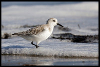 Sanderling
