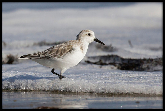 Sanderling