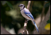 Blue Jay
