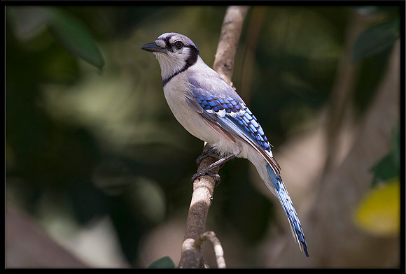 Blue Jay