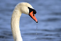 Mute Swan