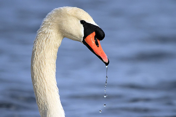 Mute Swan