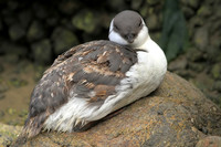 Common Murre