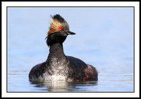 Eared Grebe