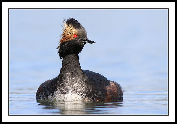 Eared Grebe