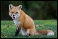 Red Fox
