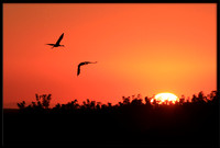 Sandhill Cranes at sunset
