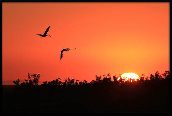 Sandhill Cranes at sunset