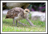 Peachick