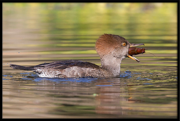 Merganser (f) with crayfish