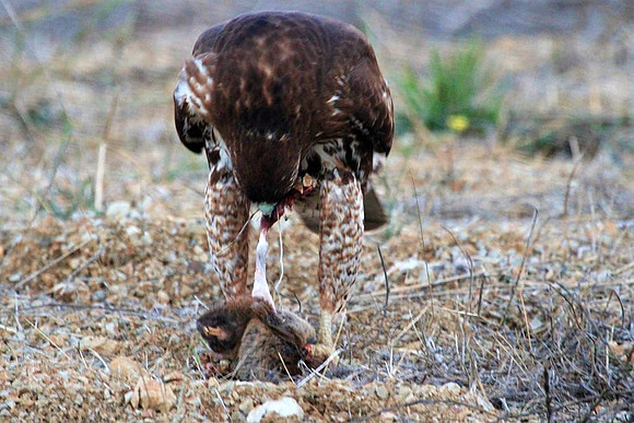 Hawk gets mole (8 of 10)