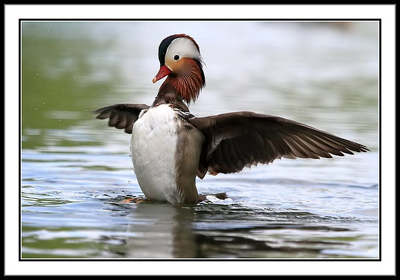 Mandarin Duck