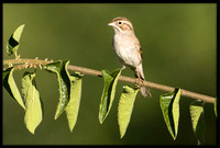 Clay-colored Sparrow