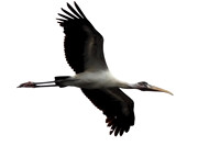 Storks