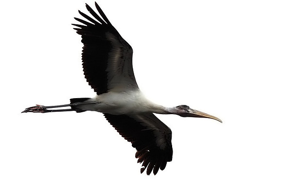 Wood Stork