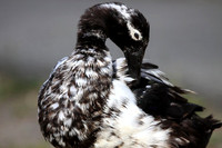 Hybrid duck preening