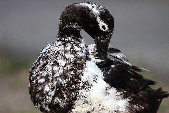 Hybrid duck preening