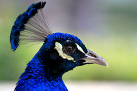 Peacock portrait