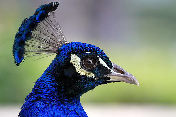 Peacock portrait