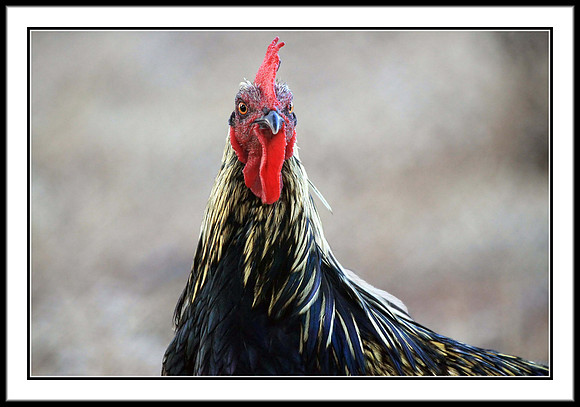 Rooster