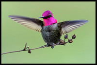 Anna's Hummingbird