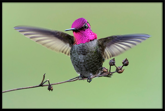 Anna's Hummingbird