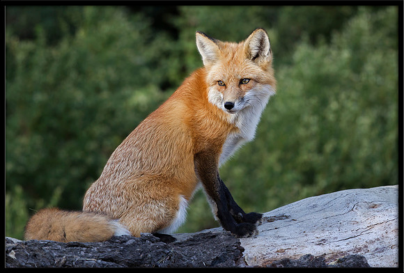 Red Fox