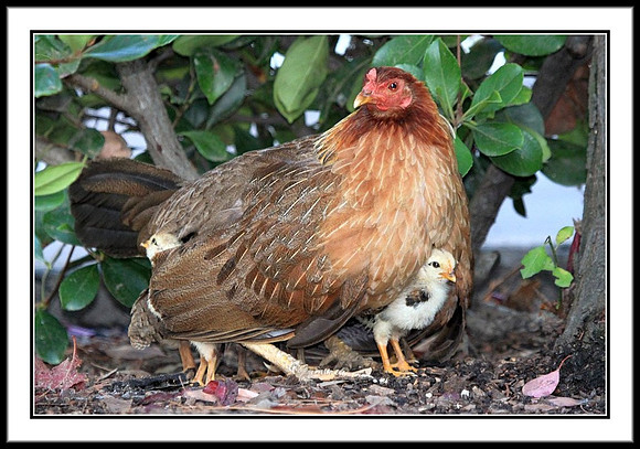Mom and Chicks