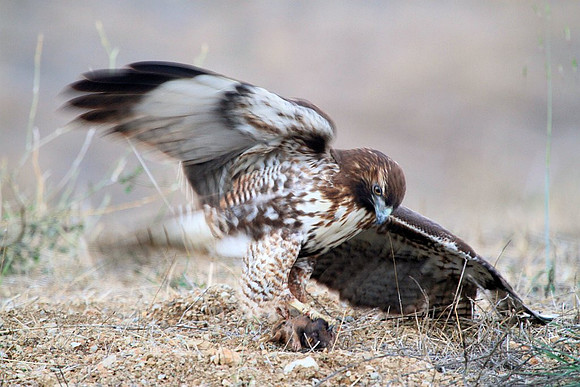 Hawk gets mole (2 of 10)