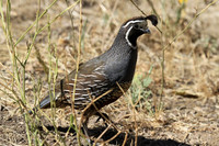 California Quail