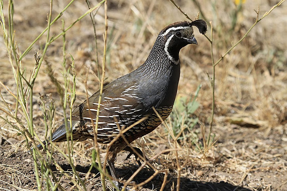 California Quail