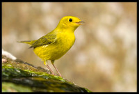 Wilson's Warbler