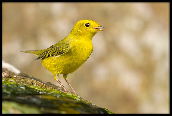 Wilson's Warbler
