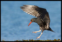 Black Oystercatcher
