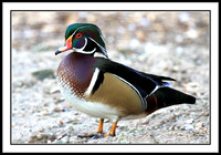 Wood Duck