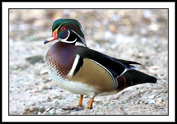Wood Duck