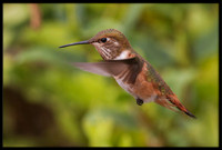 Allen's Hummingbird
