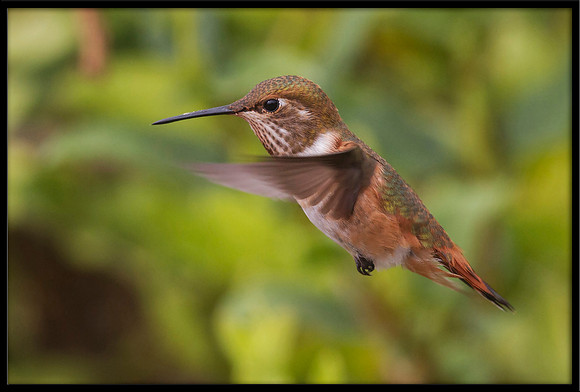 Allen's Hummingbird