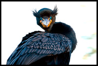 Double-crested Cormorant