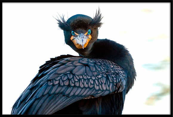 Double-crested Cormorant